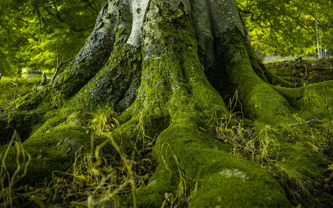 Embrace the Power of One Truth: Building a Strong Foundation for Success